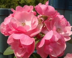 蔷薇花什么时候开：一般为每年的5～9月