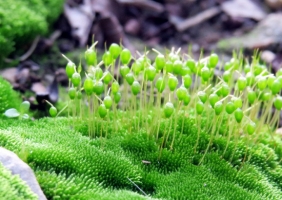 苔藓植物如何分类：介绍关于苔藓植物的分类知识
