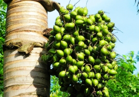 槟榔的养殖方法：喜高温、雨量充沛湿润的气候环境