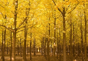 树叶为什么会变黄：叶绿素被破坏无法吸收其他颜色的光