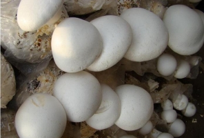白灵菇的价格：大约在14~16元/kg，云南地区较便宜