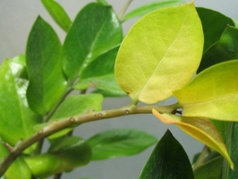 植物叶子发黄怎么办：植物叶子发黄的常见原因及解决办法详解