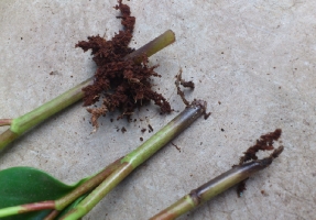 豆瓣绿烂根的解决办法：利用豆瓣绿易扦插的特点来重新繁殖