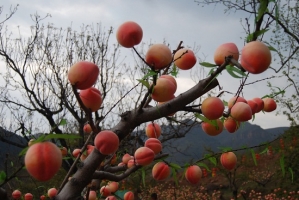 水蜜桃的种植技术：是蜜桃的种植技术详解（附图）
