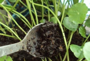 关于铜钱草施肥的问题：三个着重点，让您掌握铜钱草施肥知识