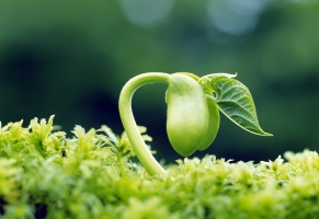 什么是植物的生长大周期：指植物生长速率表现出慢-快-慢的规律的总称