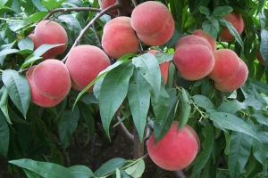 桃树的四季嫁接：不同季节应采用不同嫁接方法