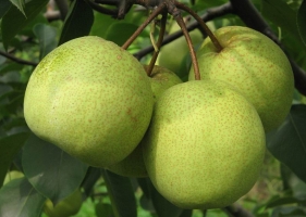 酥梨的栽培方法：栽培方法的详细介绍