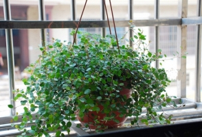 植物真的能吸收甲醛吗：家养植物确实能够吸收甲醛,但效率很低