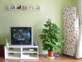 为什么花卉不能摆在电视旁边：电视机发出的X射线会使花卉萎缩及凋谢