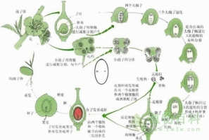 被子植物的生殖结构与发育（图示）