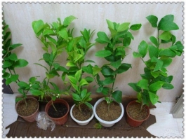 柠檬树的种殖方法：生长期需保持盆土及空气的湿度