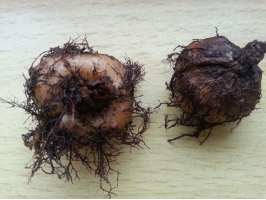 大岩桐球根烂了怎么办：削掉感染部位，消毒，重新栽种