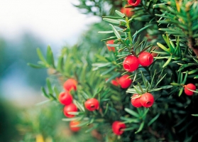 红豆杉需要几年开花结果：不同品种的红豆杉结果年限也不同
