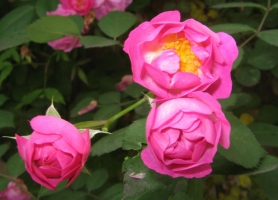 蔷薇的繁殖方法：扦插，最简单快捷的方法