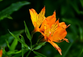 六出花的栽培方法：喜光照充足、干燥的环境