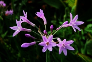 紫娇花的栽培方法及病虫害：栽培方法及病虫防害的介绍