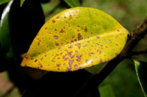 植物叶子发黄的原因：发黄的原因及解决办法