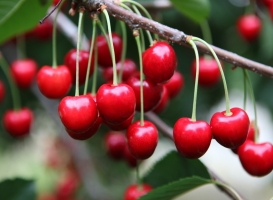 樱桃的种植方法：喜光、喜温、喜湿、喜肥