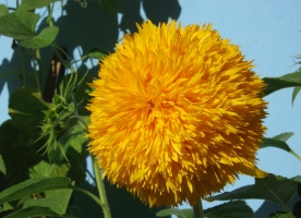 观赏向日葵的养殖方法：喜阳光充足、温热的环境