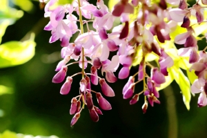 紫藤花种子怎么种：喜湿润、阳光充足的环境