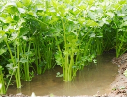 水芹菜的种植方法：喜温暖、阳光充足的环境