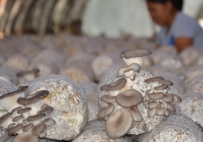 平菇的栽培技术：平菇栽培技术展示及常见问题处理