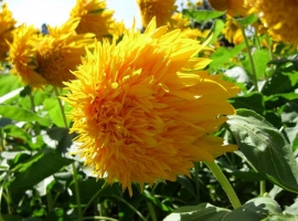 如何管理定植后的观赏向日葵：生长期需充足的阳光