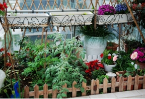 南陽台可以種植什麼花卉：首先要考慮該品種花草的習性