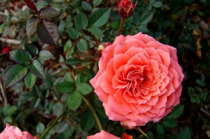钻石玫瑰的养殖方法：喜温暖、阳光充足的环境