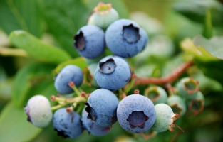 蓝莓品种：地区不同，种植的蓝莓品种不同
