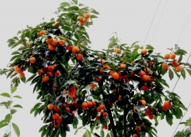 柿子树怎样修剪：必须弄清柿子树各种芽的特性