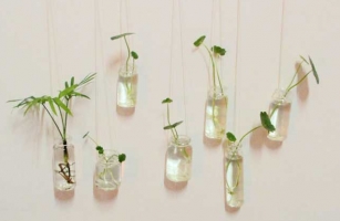水培植物怎么养：六方面教您如何养殖水培植物