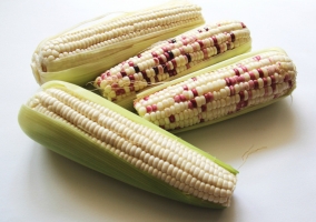 糯玉米的种植技术：从选种到采收，一步步教你如何种植糯玉米