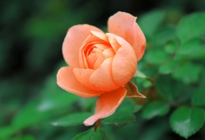 蔷薇和玫瑰的区别：从三方面为您介绍如何辨别蔷薇与玫瑰