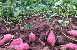 红薯的栽培技术：从选种到采收，每一步都详细跟您介绍