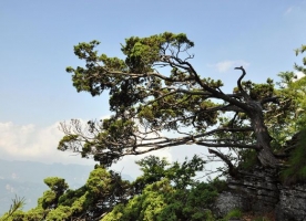 崖柏的资料：崖柏是柏科崖柏属6种常绿针叶树的统称