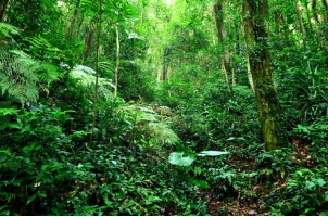 热带树木的种类：热带室内植物、热带常绿乔木