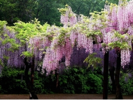 紫藤的资料：落叶攀援缠绕性大藤本植物