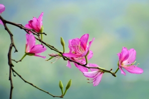宫粉紫荆的资料：在热带地区生长，用途广泛可多用