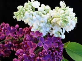 丁香花有多少种颜色：白色、紫色、紫红及蓝紫色