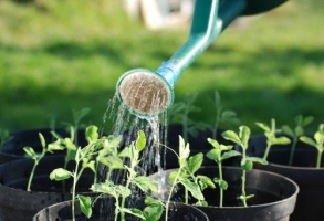 家養植物該如何正確澆水：見幹見濕，不幹不澆澆則澆透
