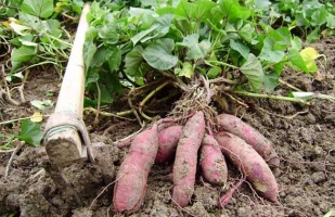 红薯/番薯/地瓜的栽种方法有图文案例