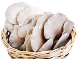 孕妇可以吃平菇吗？含有丰富的氨基酸和多种维生素