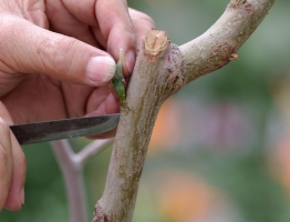 果树嫁接方法：主要有插皮嫁接，带皮砧接以及顶芽砧接