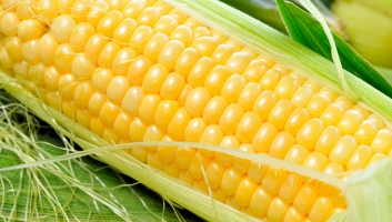 甜玉米是转基因的吗：不是，是通过杂交优良品种筛选培育出来的