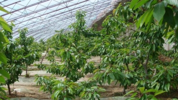 樱桃种植技术：喜欢温暖避风且光照充足的环境生长