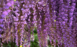紫藤花能吃吗：可以吃，有解毒、止吐泻和消肿之功效