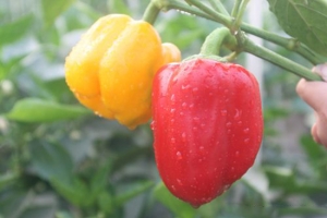 辣椒种子怎么种：一般在春季或秋季播种，发芽前保持盆土湿润