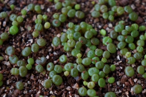生石花怎样播种：生石花的种子非常细小，一般采用撒播，尽量撒均匀